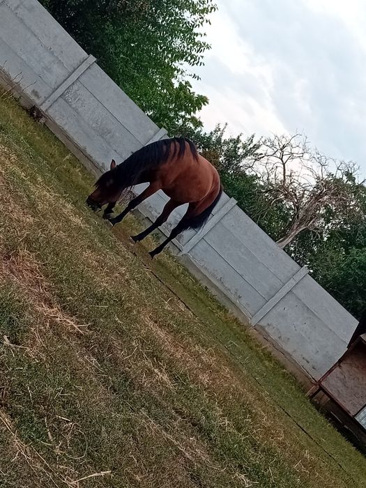 Vând iapă! Mai multe detalii în privat!