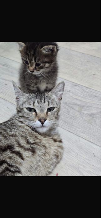 Кошечка в дом ,ищем дом кошечке !