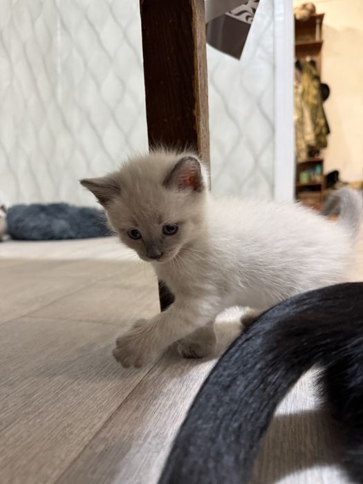 Британские котята