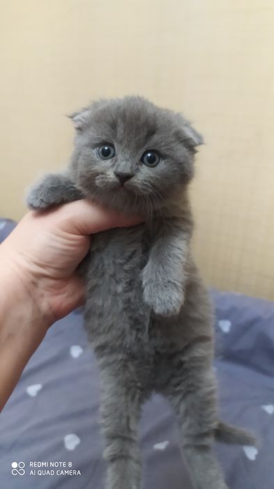 Шотландские Вислоухие котята Фолд
