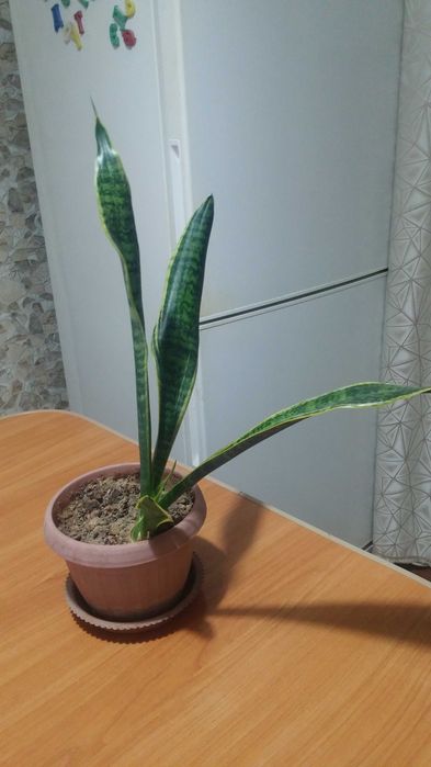 Сансевиерия комнатная
