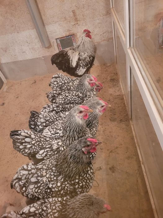 Инкубационное яйцо