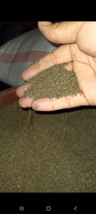 Жоңышқа ұрық сатылады