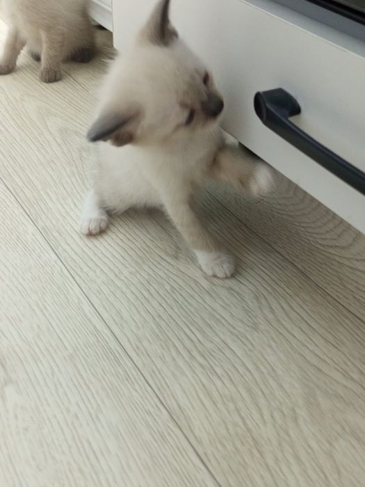 Сиамские котята! Милашки!