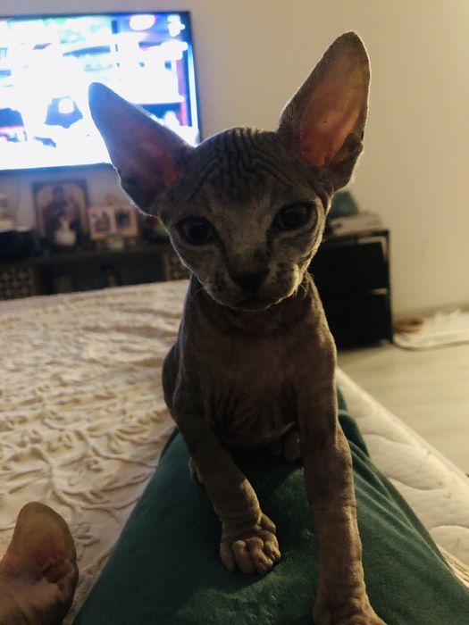 Baietel sphynx superb
