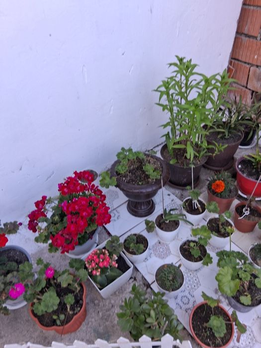 Ofer servicii de curățenie