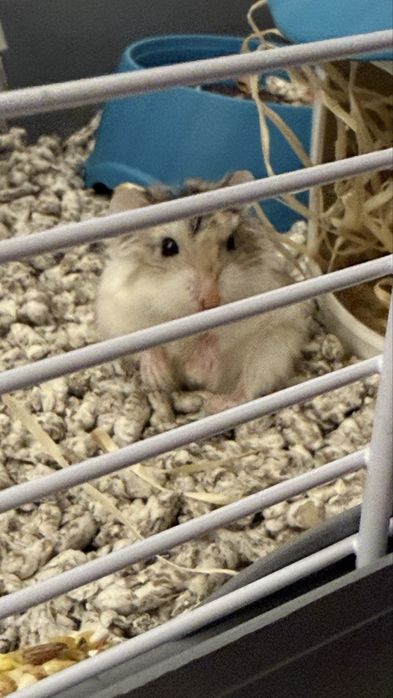 Vand hamster cu cusca