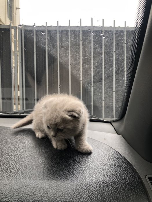 fold 1 yarim oylik sotiladi 2ta