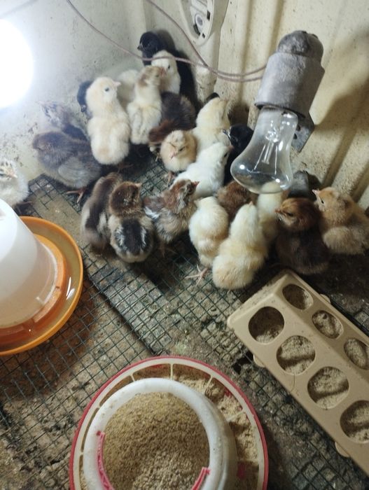 Продам   цыплят от суточных до двухмесячных