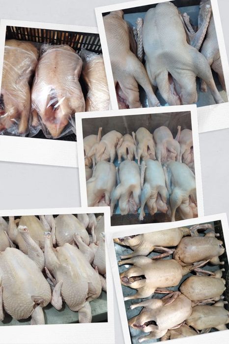 Продам гуси утки