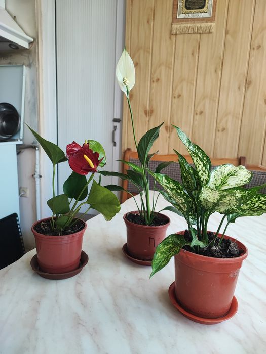 Домашние цветы: Женское счастье, Мужское счастье и Аглаонема