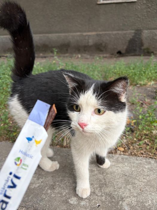 Котик  очень ласковый игривый