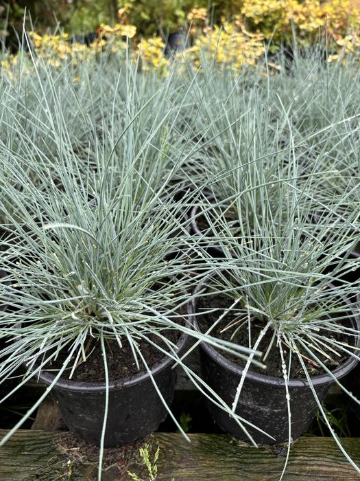 Photinia, Prunus, Iarba albastra, Lonicera