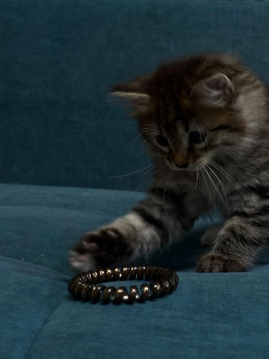 Котята курильского бобтейла