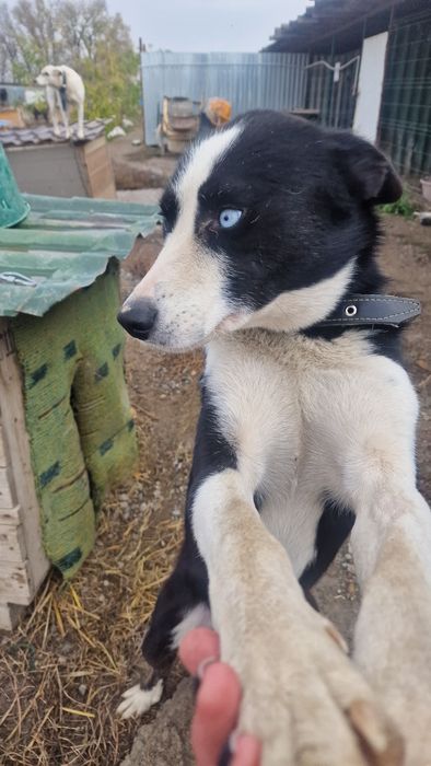 Собака из приюта Хвостатый Рай