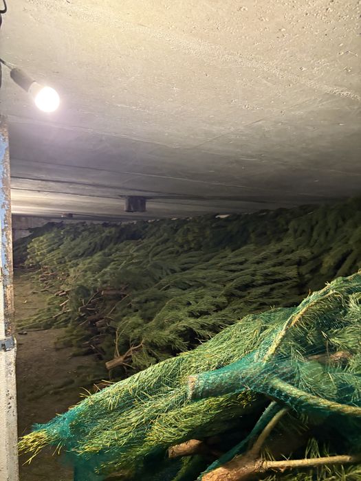 Елки оптом в петропавловске