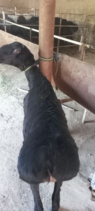 Кузи кучкорча сотилади