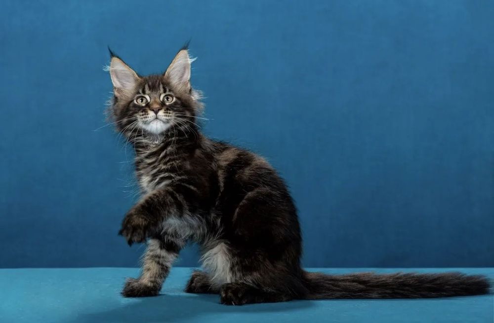 котята майнкун питомник Pubus Arktikus Pubus