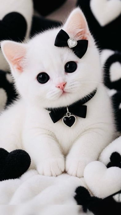 Котята красивые ищут дом