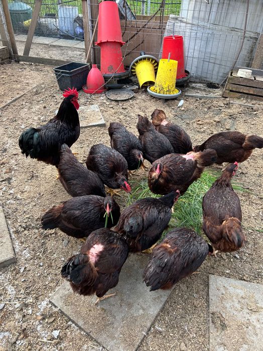 Puisori și ouă Rhode Island