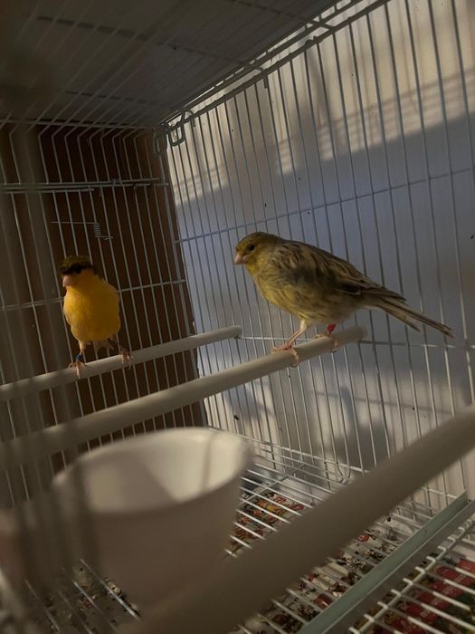 Canari orpheus ideali