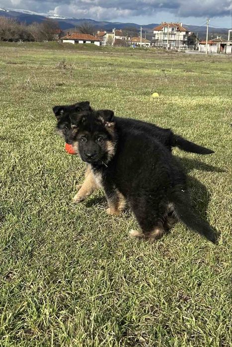 Кутрета “Немска Овчарка”