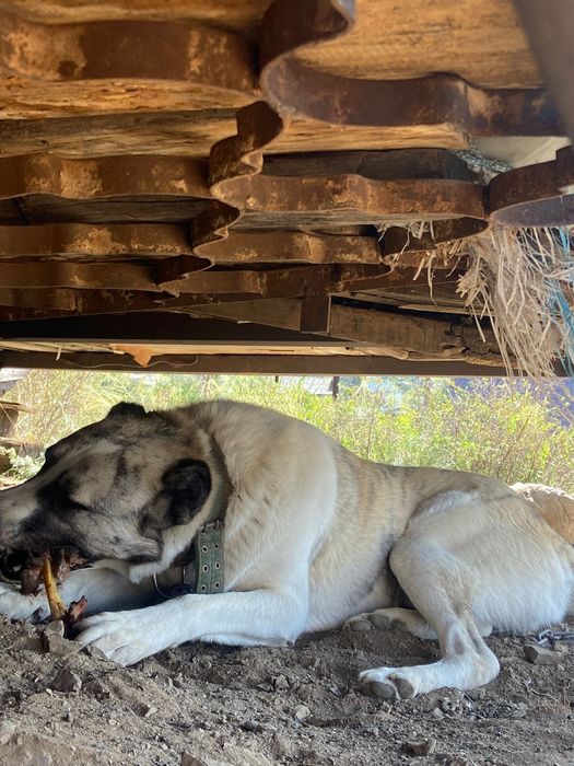 Собака алабай добрая