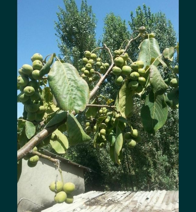 Karlik yong'oq kafolatli