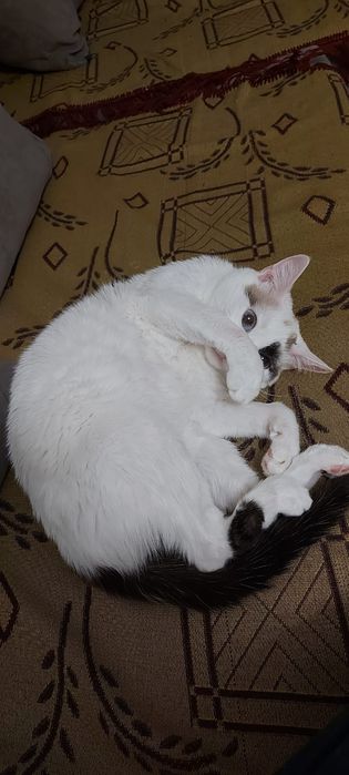 Отдаю бесплатно кошку