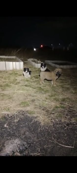 Легендарные щенки 3 кратного Чемпиона