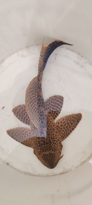 Vand peste acvariu Pterygoplichthys  28cm