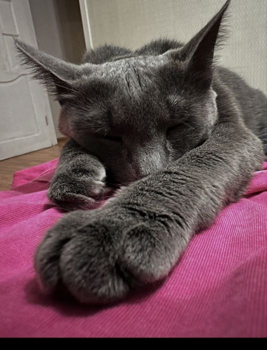 Кошка, русская голубая, девочка, 4года