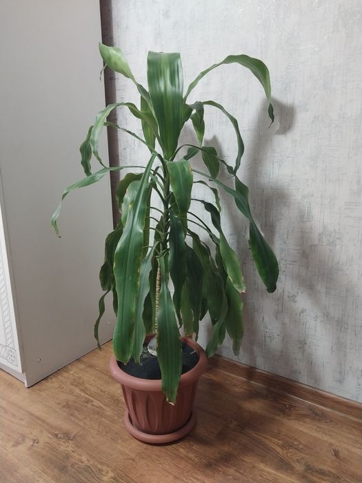 Продаются взрослые растения