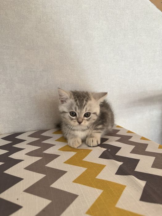 Продам котенка. Шотландец