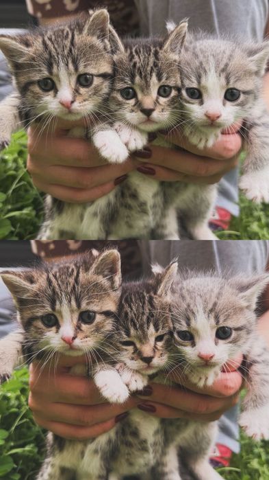 Отдам котят добрые руки