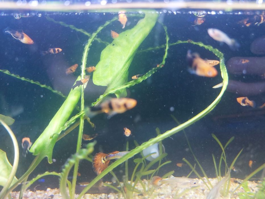 Меченосец малёк +/- 2 см