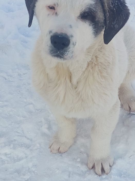 Щенки Алабая крупные .