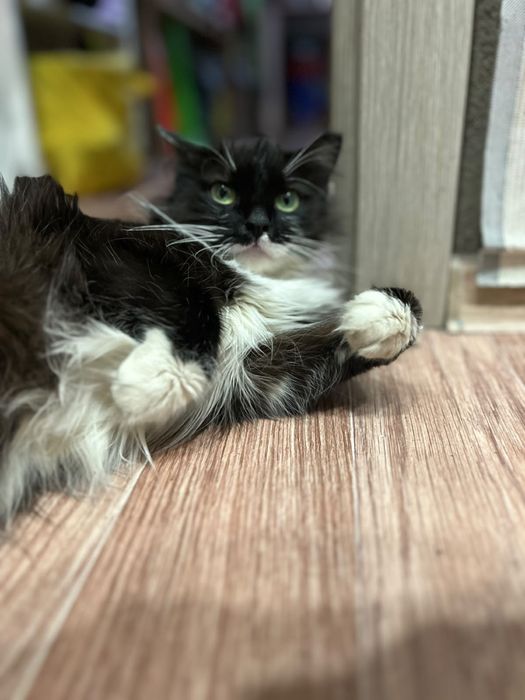 Ищем дом для кошки
