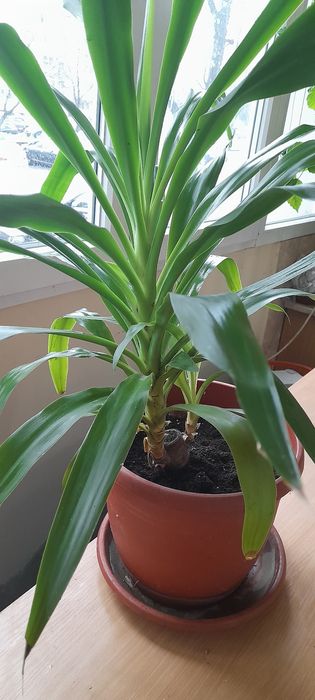 Продавам палма Юка и други