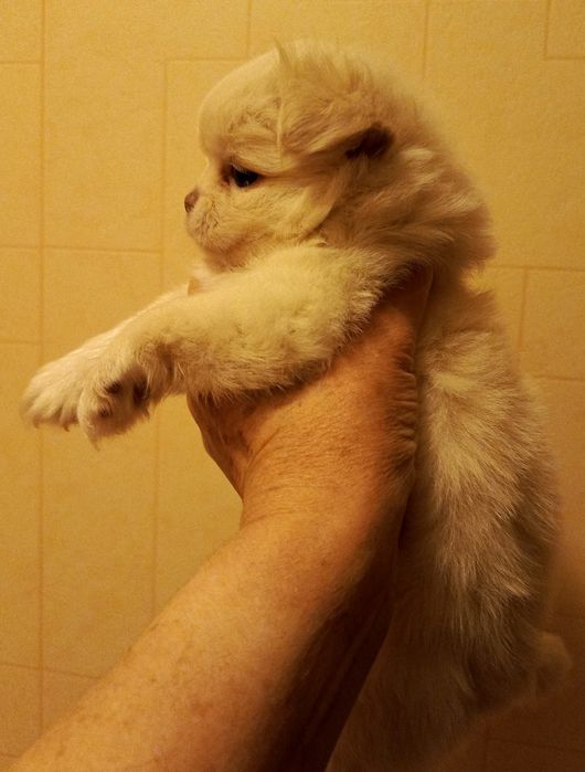 Продам щенков чихуахуа.