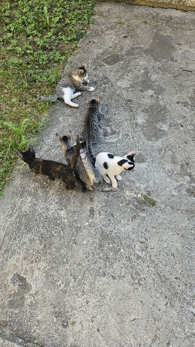 Ofer spre adoptie 4 puiuti de pisica