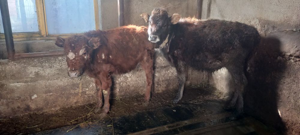 Продам телят три четыре месеца