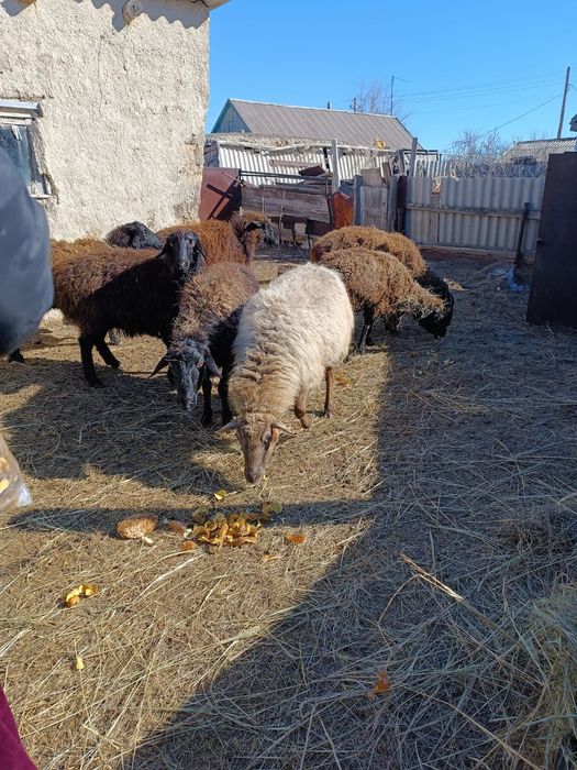 Продам овцематок