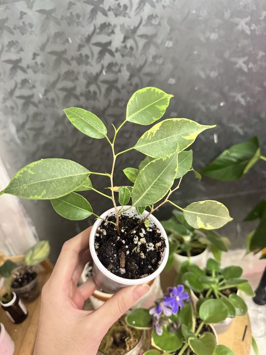 Хойя принцесса Аргентия