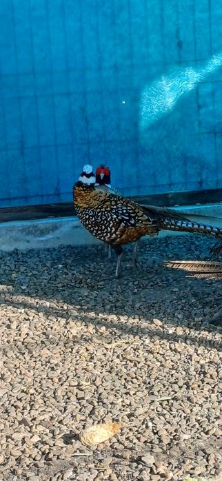 Mascul fazan regal de un an