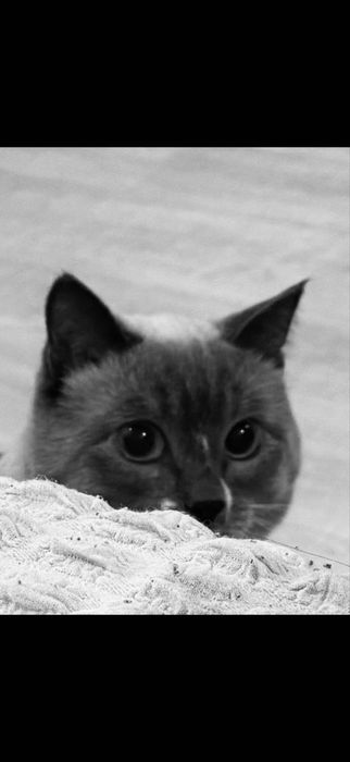 Продаётся сиамский кот