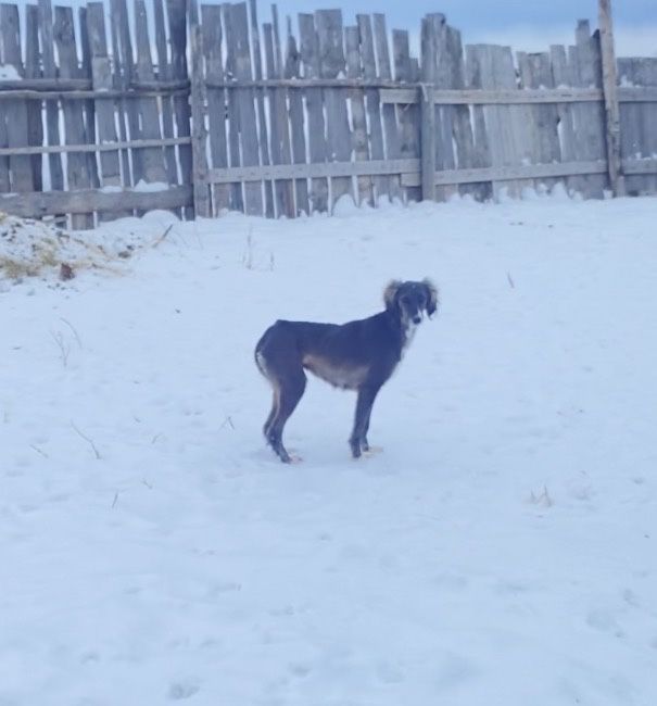 Екі көк каншық сатлат