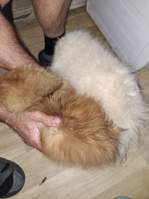 Померан малък шпиц момичета