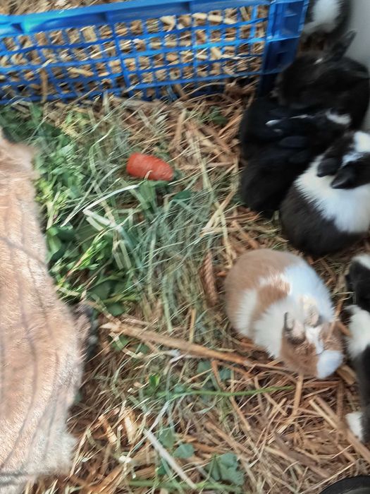 Donez o pereche de iepurași cap de leu