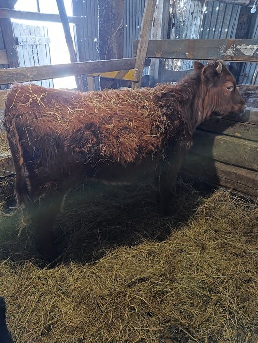 Продам  пять телок